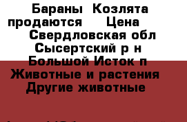 Бараны. Козлята продаются.  › Цена ­ 5 000 - Свердловская обл., Сысертский р-н, Большой Исток п. Животные и растения » Другие животные   